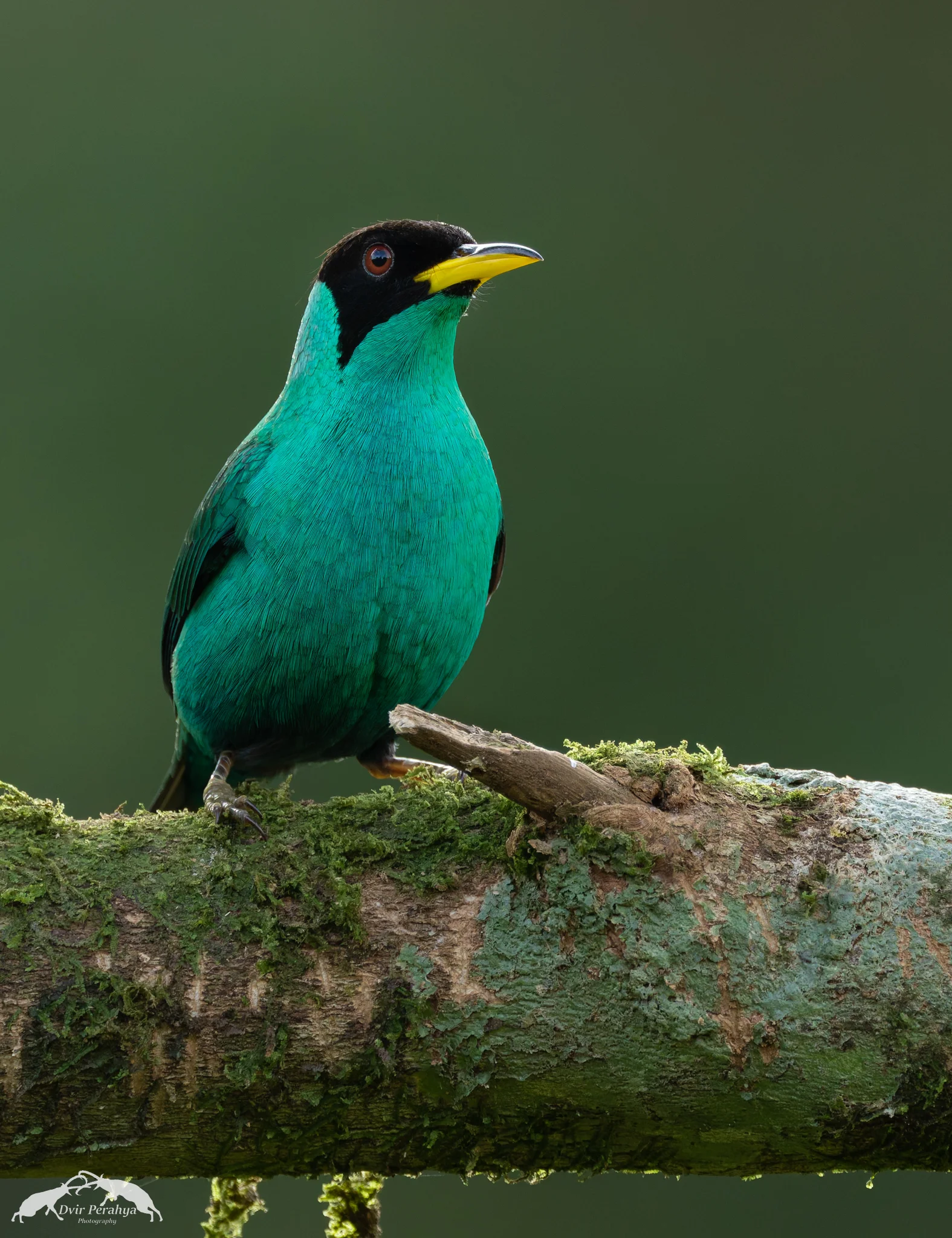Green Honeycreeper, Boca Tapada